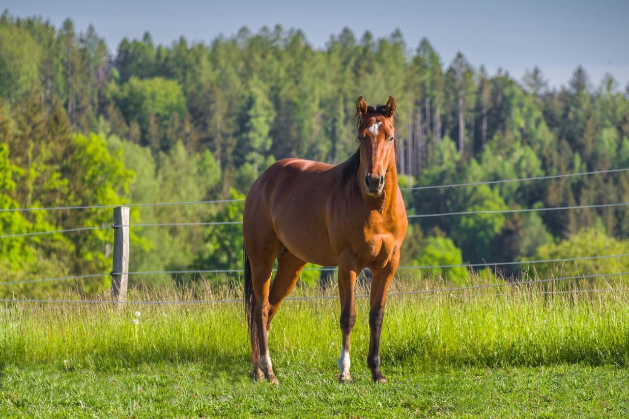 Penzion Ranch Jestřebice